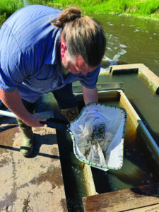 Sault tribe Fisheries Program stocks more than 1 million fish